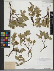 Foto von Salix hastata L.